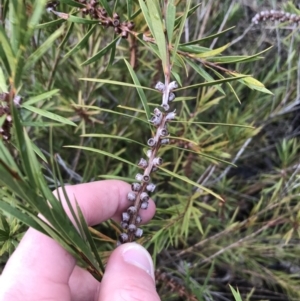 Callistemon citrinus at Red Hill, ACT - 29 Aug 2021 04:36 PM