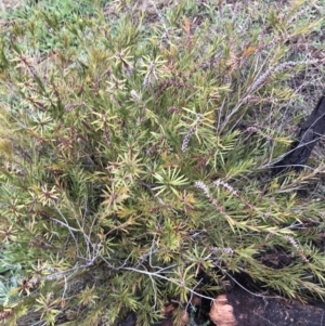 Melaleuca citrina at Red Hill, ACT - 29 Aug 2021