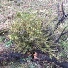 Callistemon citrinus at Red Hill, ACT - 29 Aug 2021 04:36 PM