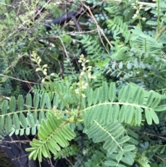 Swainsona galegifolia (Darling Pea) at Red Hill Nature Reserve - 29 Aug 2021 by Tapirlord