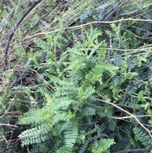 Swainsona galegifolia at Red Hill, ACT - 29 Aug 2021 04:35 PM