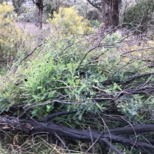 Swainsona galegifolia at Red Hill, ACT - 29 Aug 2021 04:35 PM