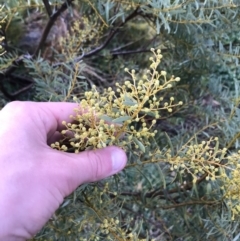 Acacia decora (Showy Wattle) at Red Hill, ACT - 29 Aug 2021 by Tapirlord