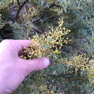 Acacia decora at Red Hill, ACT - 29 Aug 2021 04:33 PM