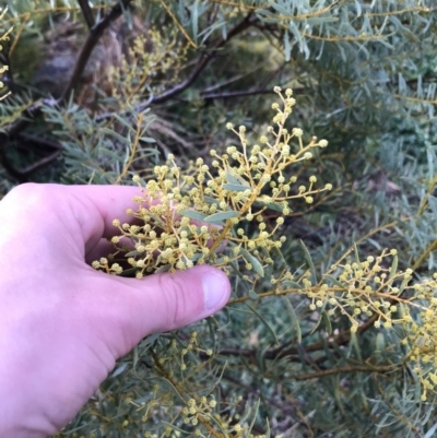 Acacia decora (Showy Wattle) at Red Hill Nature Reserve - 29 Aug 2021 by Tapirlord