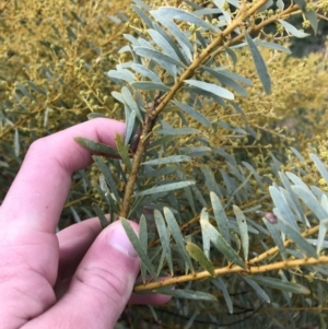 Acacia decora at Red Hill, ACT - 29 Aug 2021 04:33 PM