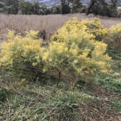 Acacia decora at Red Hill, ACT - 29 Aug 2021 04:33 PM