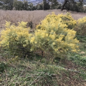 Acacia decora at Red Hill, ACT - 29 Aug 2021 04:33 PM