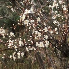 Prunus cerasifera (Cherry Plum) at Red Hill, ACT - 29 Aug 2021 by Tapirlord