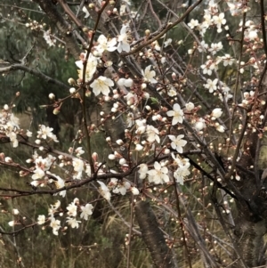 Prunus cerasifera at Red Hill, ACT - 29 Aug 2021