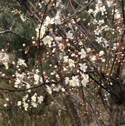 Prunus cerasifera (Cherry Plum) at Red Hill Nature Reserve - 29 Aug 2021 by Tapirlord
