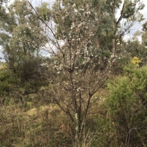 Prunus cerasifera at Red Hill, ACT - 29 Aug 2021 04:31 PM