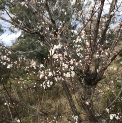 Prunus cerasifera at Red Hill, ACT - 29 Aug 2021