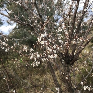 Prunus cerasifera at Red Hill, ACT - 29 Aug 2021