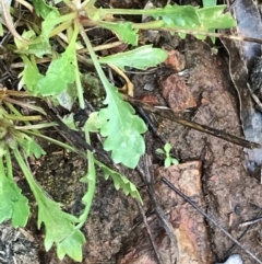 Goodenia pinnatifida (Scrambled Eggs) at Red Hill, ACT - 29 Aug 2021 by Tapirlord