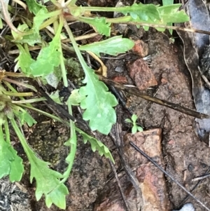 Goodenia pinnatifida at Red Hill, ACT - 29 Aug 2021