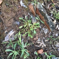 Goodenia pinnatifida at Red Hill, ACT - 29 Aug 2021