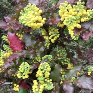 Berberis aquifolium at Red Hill, ACT - 29 Aug 2021