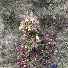 Berberis aquifolium at Red Hill, ACT - 29 Aug 2021