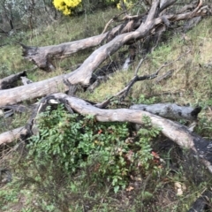 Berberis aquifolium at Red Hill, ACT - 29 Aug 2021