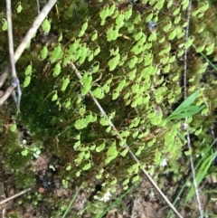 Bryaceae (family) (A moss) at Red Hill Nature Reserve - 29 Aug 2021 by Tapirlord