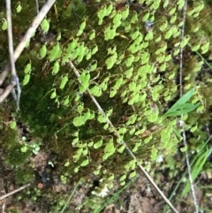 Bryaceae (family) (A moss) at Red Hill, ACT - 29 Aug 2021 by Tapirlord