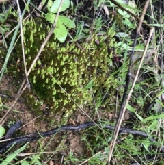 Bryaceae (family) at Red Hill, ACT - 29 Aug 2021 04:25 PM