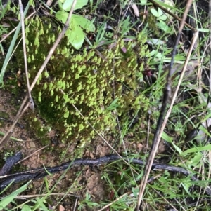 Bryaceae (family) at Red Hill, ACT - 29 Aug 2021