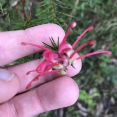 Grevillea rosmarinifolia subsp. rosmarinifolia (Rosemary Grevillea) at Red Hill, ACT - 29 Aug 2021 by Tapirlord