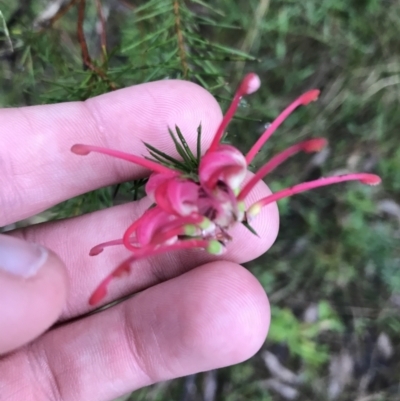 Grevillea rosmarinifolia subsp. rosmarinifolia (Rosemary Grevillea) at Red Hill, ACT - 29 Aug 2021 by Tapirlord