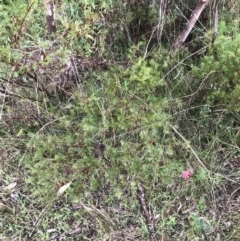 Grevillea rosmarinifolia subsp. rosmarinifolia at Red Hill, ACT - 29 Aug 2021