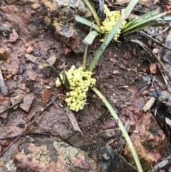 Lomandra bracteata (Small Matrush) at Red Hill Nature Reserve - 29 Aug 2021 by Tapirlord