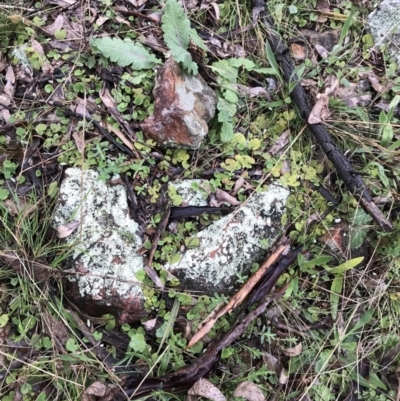 Dichondra repens (Kidney Weed) at Red Hill Nature Reserve - 29 Aug 2021 by Tapirlord