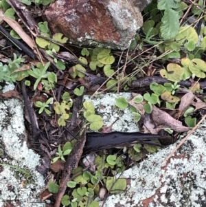 Dichondra repens at Deakin, ACT - 29 Aug 2021