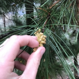 Pinus radiata at Deakin, ACT - 29 Aug 2021 04:15 PM