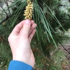 Pinus radiata at Deakin, ACT - 29 Aug 2021