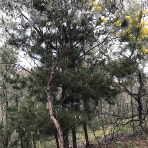 Pinus radiata at Deakin, ACT - 29 Aug 2021