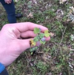 Marrubium vulgare (Horehound) at Deakin, ACT - 29 Aug 2021 by Tapirlord