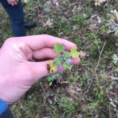 Marrubium vulgare (Horehound) at Red Hill Nature Reserve - 29 Aug 2021 by Tapirlord