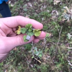 Marrubium vulgare at Deakin, ACT - 29 Aug 2021 04:14 PM