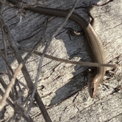 Lampropholis delicata at Macarthur, ACT - 2 Sep 2021 04:00 PM