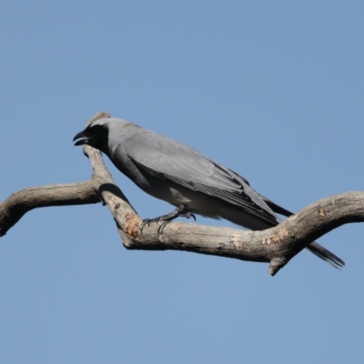 Coracina novaehollandiae (Black-faced Cuckooshrike) at Majura, ACT - 2 Sep 2021 by jb2602