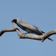 Coracina novaehollandiae (Black-faced Cuckooshrike) at Majura, ACT - 2 Sep 2021 by jbromilow50
