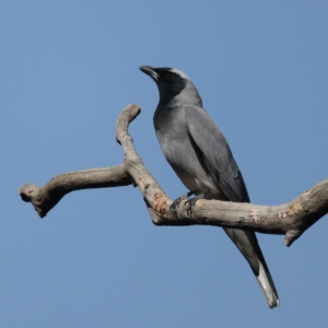 Coracina novaehollandiae at Majura, ACT - 2 Sep 2021