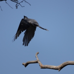 Coracina novaehollandiae at Majura, ACT - 2 Sep 2021