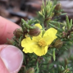 Hibbertia calycina (Lesser Guinea-flower) at Black Mountain - 29 Aug 2021 by Ned_Johnston