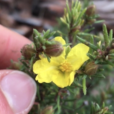 Hibbertia calycina (Lesser Guinea-flower) at Downer, ACT - 29 Aug 2021 by NedJohnston