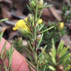 Hibbertia calycina at Downer, ACT - 29 Aug 2021