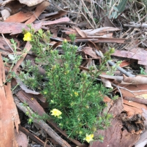 Hibbertia calycina at Downer, ACT - 29 Aug 2021