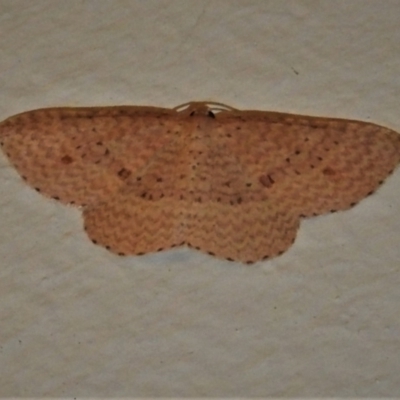 Epicyme rubropunctaria (Red-spotted Delicate) at Wanniassa, ACT - 2 Sep 2021 by JohnBundock